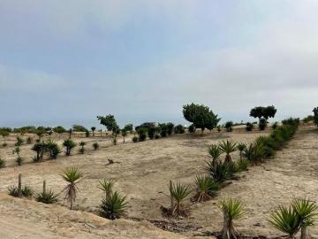 Se vende terreno en exclusivo Condominio Mar y Bosques, Punta Negra 512 m2