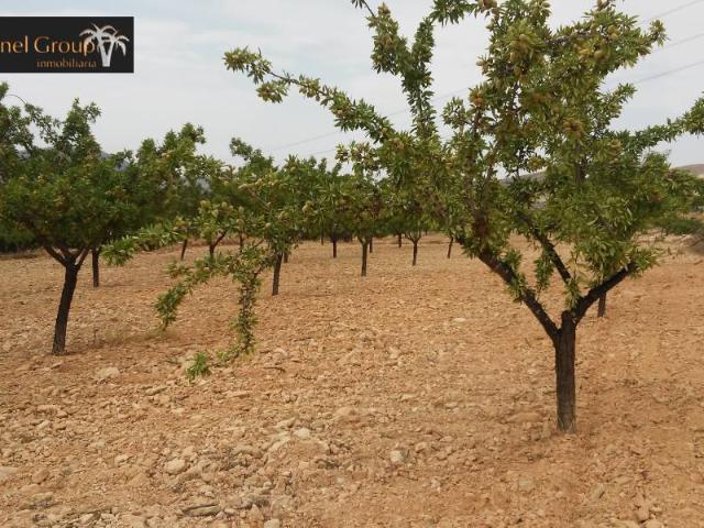 Se vende parcela para cultivar en Hondon de las Nieves