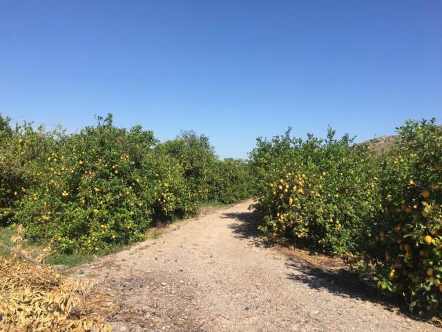 SE VENDE TERRENO PLANTADO DE LIMONEROS