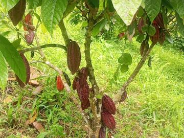 Se vende una Finca en tonchigue de