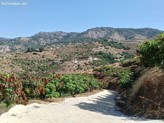 Se vende cortijo con 36000 m² de mangos en producción
