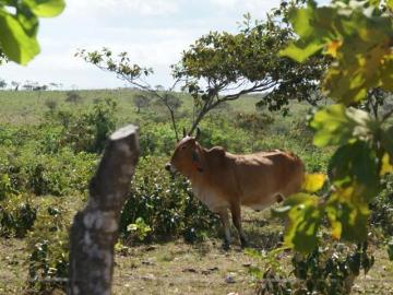 Se vende finca 19.45 Ha, en Toza de Nata