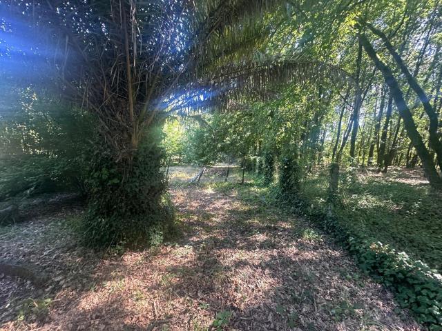 Se vende finca agraria en Coles