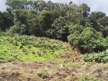 Se vende finca de 6 hectáreas