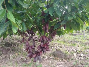 Se vende Finca de cacao