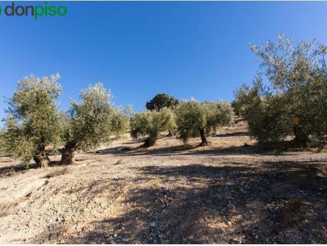 Se vende finca de olivos de 13 Hectáreas en producción