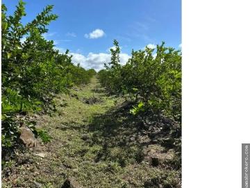 Se vende Finca en Cañaveral, Coclé