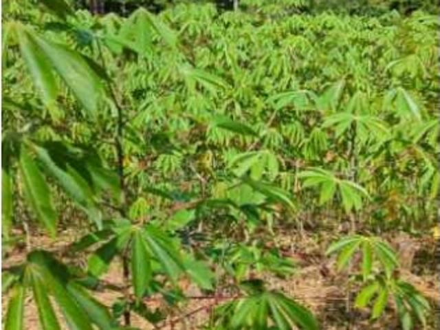 Se Vende Finca productora de Yuca