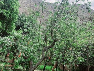 SE VENDE HUERTA EN EL DISTRITO DE YUCAY PROVINCIA DE URUBAMBA CUSCO