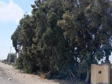 SE VENDE LOTES PARA ALMACENES, DEPOSITOS, INDUSTRIAS MEDIANAS CON FRENTE A LA CARRETERA PANAMERICANA SUR CERCA AL PUERTO Y AEROPUERTO DE PISCO
