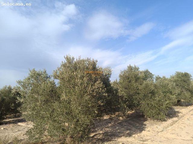SE VENDE PARCELA DE 9.700 M2 EN EL MOLAR !