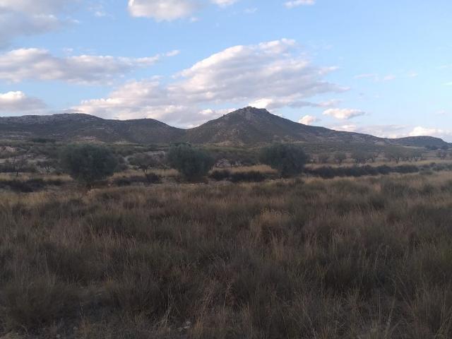 SE VENDE PARCELA EN JUMILLA