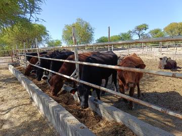 Se vende Rancho agrícola y ganadero en Labor de Guadalupe, Durango