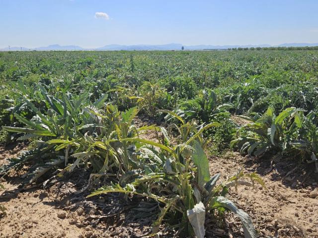 Se vende suelo agrícola en Corvera – más de 20.000 m2