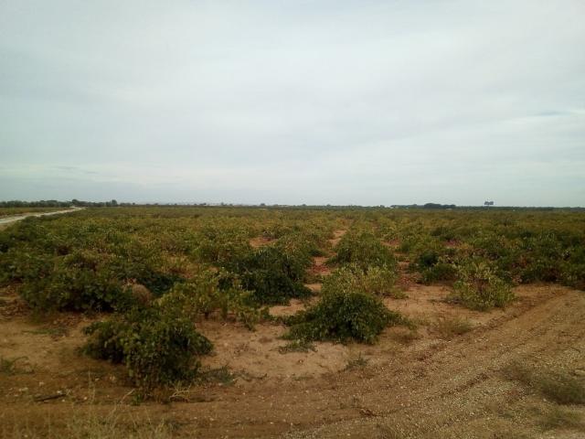Se venden 2 hectareas de viña de regadio en Socuellamos