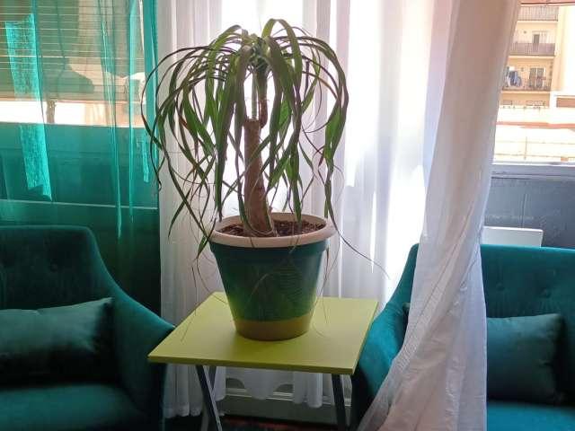 Se alquila habitación en apartamento de 3 dormitorios en Barcelona