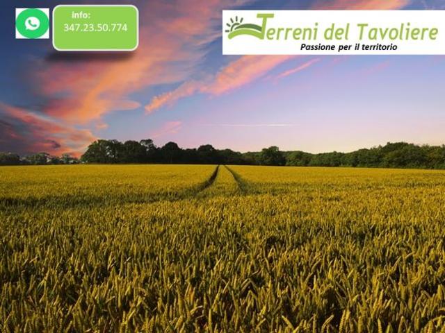 Seminativo agro di San Severo localit Via Montella