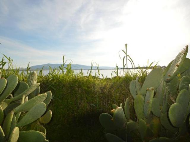 Seminativo in vendita a Orbetello
