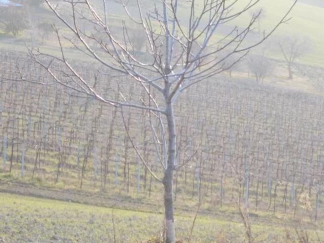 Seminativo in vendita a Ripatransone