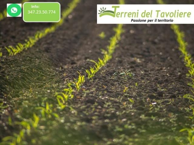 Seminitavo agro di San Paolo di Civitate localit Cammarata