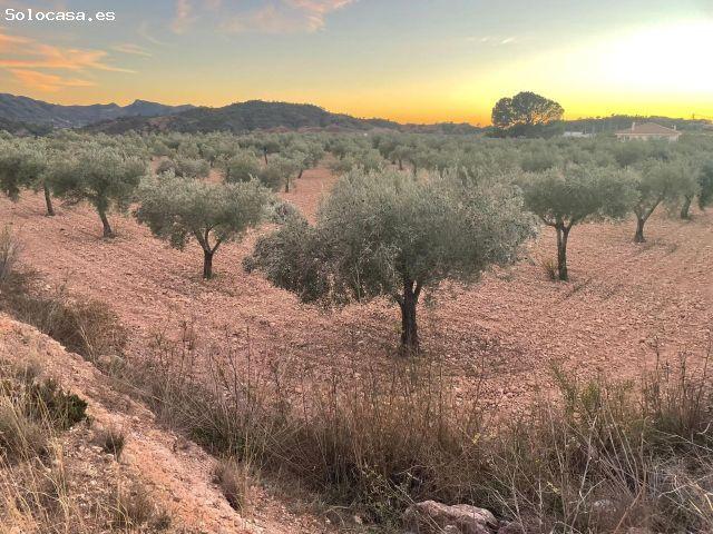 SENSACIONAL FINCA APTA PARA CONSTRUIR EN MACISVENDA