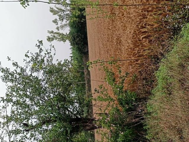 Sector 10, Ambala Central 1090 Sq. Ft. Plot in Sector 10 Ambala Listing ID: #10329