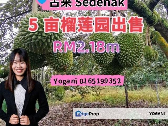 Sedenak