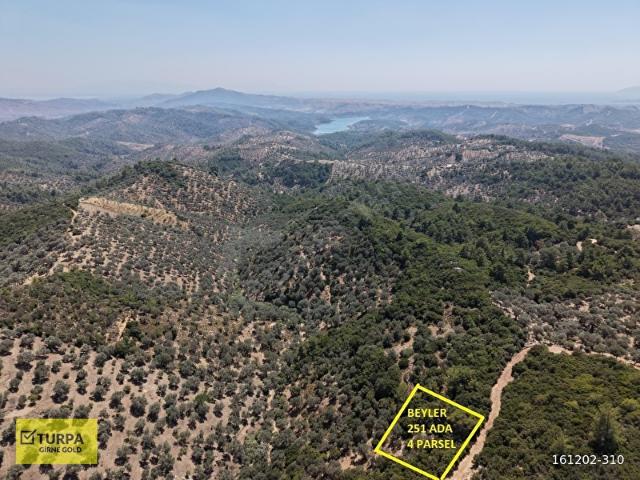 SEFERİHİSAR BEYLER KÖYÜ MÜSTAKİL 1759 m2 ACİL SATILIK ZEYTİNLİK