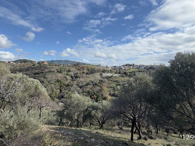 SEFERİHİSAR GÖLCÜK SATILIK 29.380 m ZEYTİNLİK MANZARALI YOL EV DOĞA İÇ İÇE