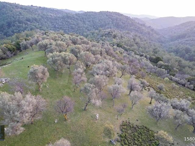 SEFERİHİSAR GÖLCÜKTE SATILIK 13.428 m ZEYTİNLİK