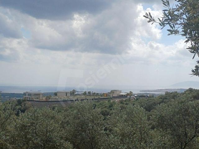 Seferihisar Turabiye 670 Zeytin Ağacı Eşsiz Deniz Manzaralı