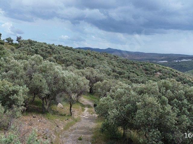 Seferihisar Turabiye 670 Zeytin Ağacı Eşsiz Deniz Manzaralı