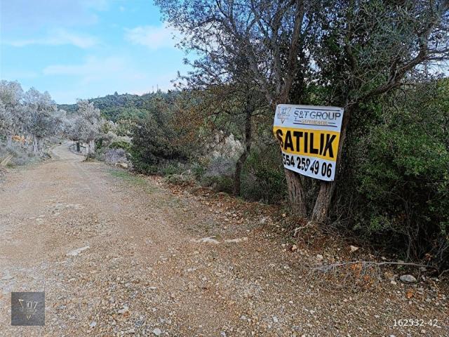 Seferihisar Turgutta Kadastro Yolu Olan 2.213 m Zeytinli Tarla