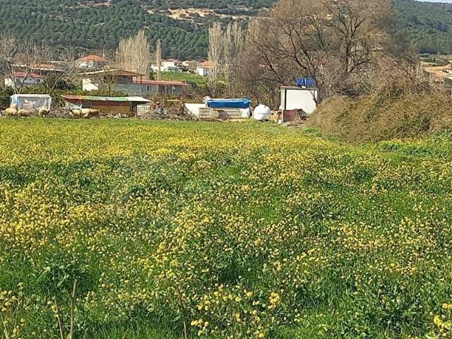 Seferihisar Ulamış Ovasında Satılık 14774 M2. Tarla