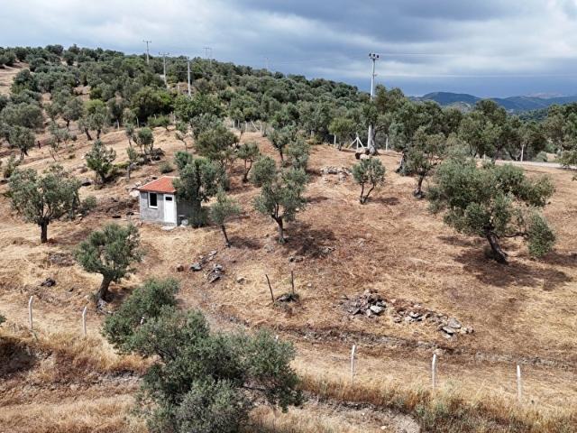 Seferihisar Ulamışta inanılmaz fiyata 72 dönüm