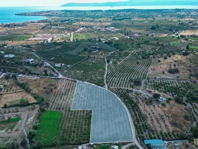 Seferihisar Akarca Mah 180 m yol cepheli 7800M2 Bahçe