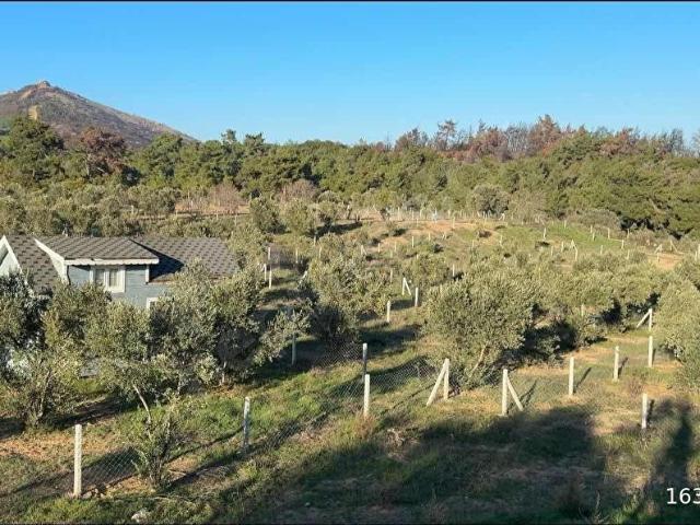 Seferihisar Atatürk Mahallesinde 250 m Kooperatif Hisseli