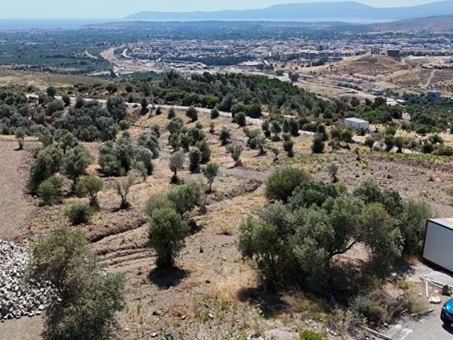 Seferihisar Deniz Manzaralı 220 m Satılık Zeytinlik Arazi