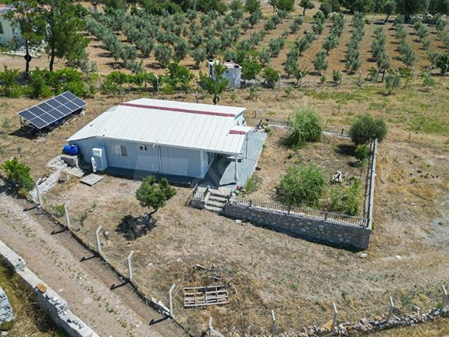 Seferihisar Orhanlı 4 Dönüm Zeytin Ağaçlı Tarla TRUE ESTATE