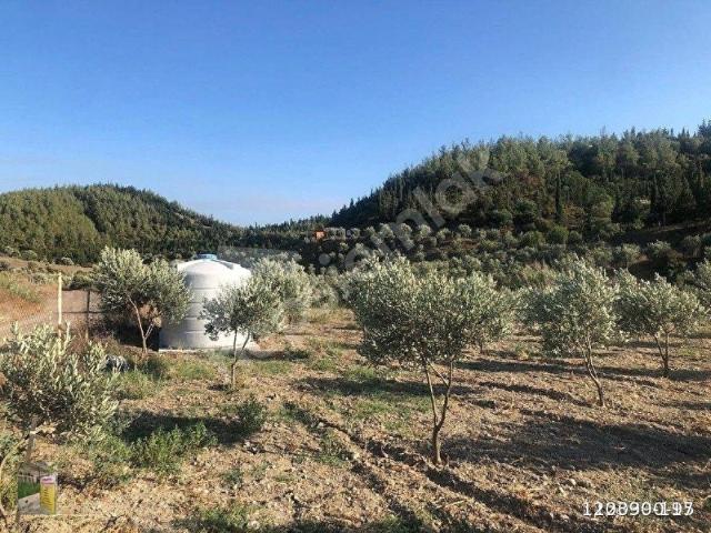 Seferihisar Orhanlı Köyünde Zeytin Ağaçlı Tarla