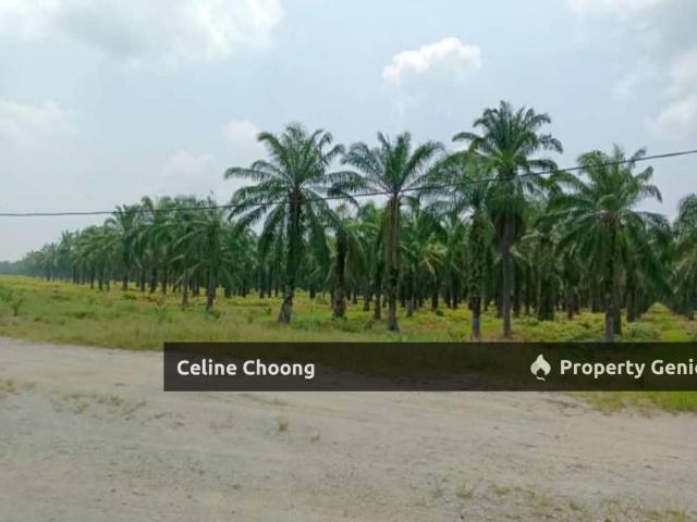 Segamat, Johor, palm oil & rubber tree land solar land
