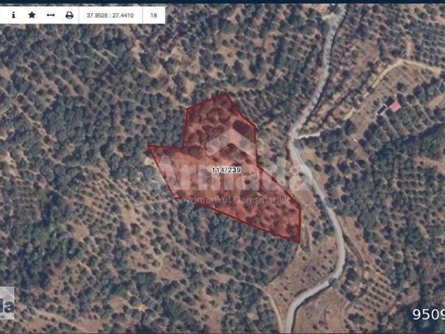 SELÇUK ŞİRİNCE KÖYÜNDE 7232 M2 FIRSAT ZEYTİNLİK