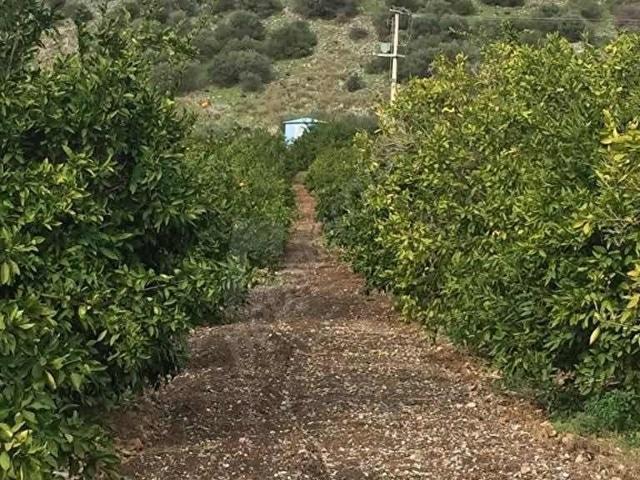 Selçuk İsabey'de Müstakil Tapu Köşe Parsel Mandalina Bahçesi