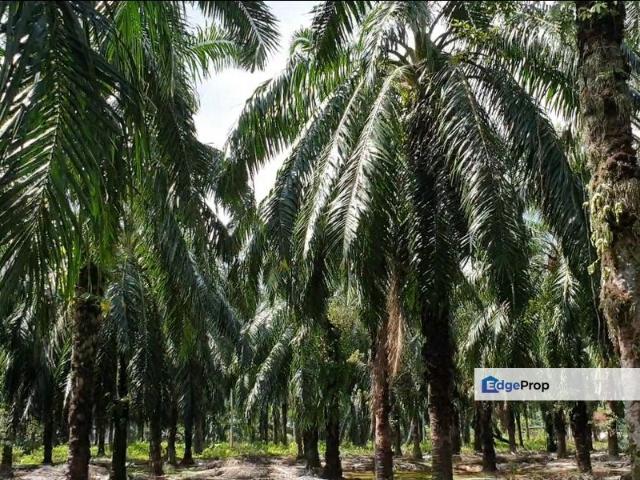 Selangor Agri Land in Ind Zoning Ijok For Sale!