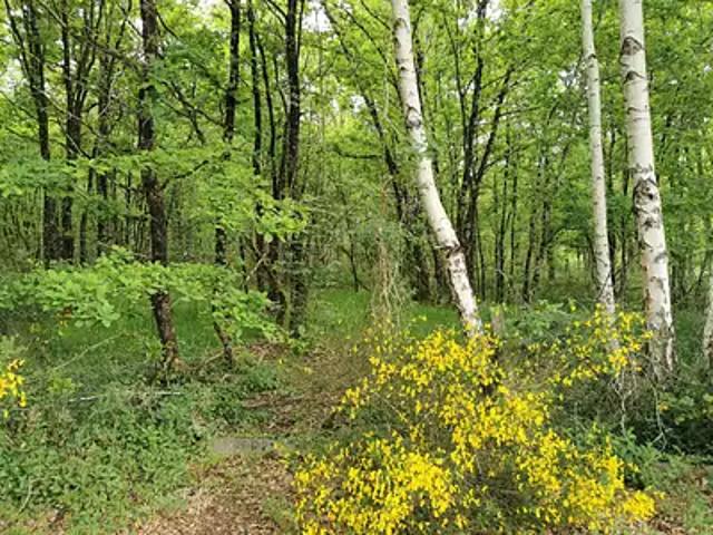 Selles Saint Denis 41300 Achat / Vente terrain