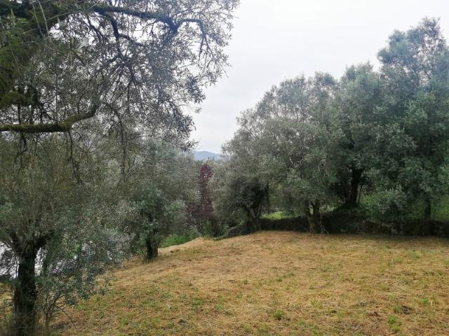 Terreno Rústico
