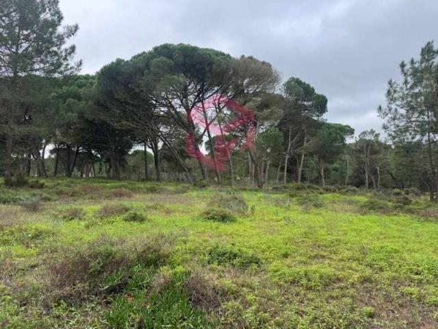 Sesimbra Sesimbra 100224271