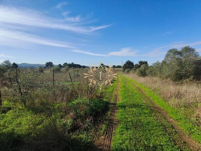 Setúbal Palmela 2950 97125663