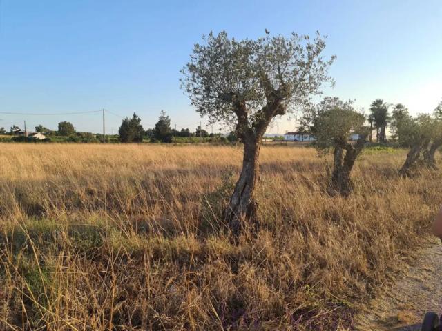 Setúbal Palmela 2950 101469062