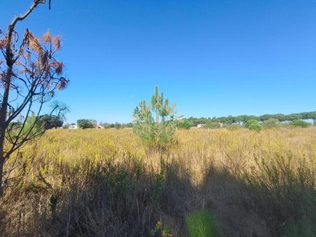 Setúbal Palmela 2965 100526971